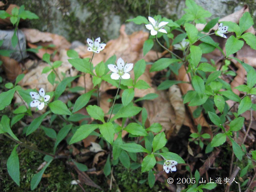 高山植物と山野草、似たもの比較