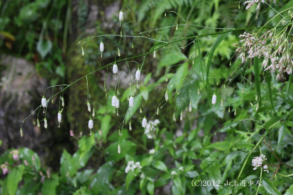 マウスホイールで拡大