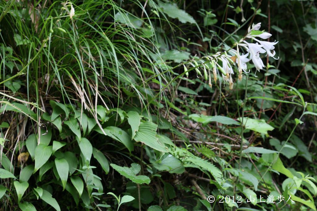 マウスホイールで拡大