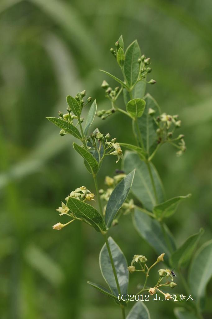 マウスホイールで拡大