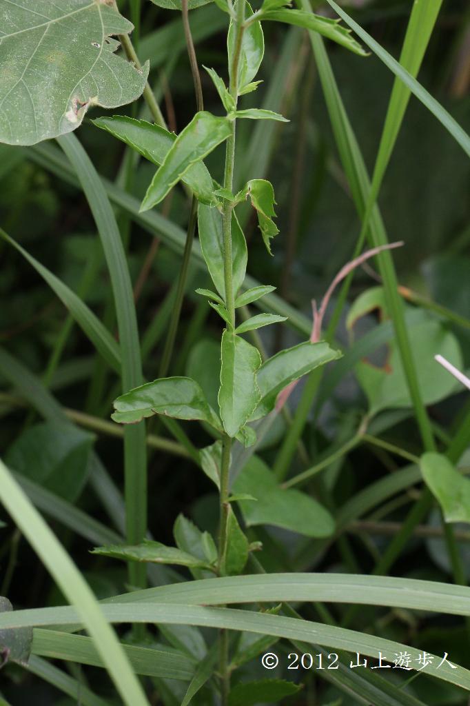 マウスホイールで拡大