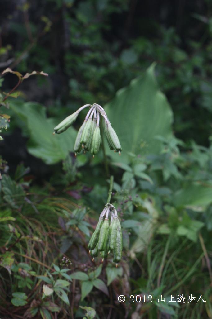 マウスホイールで拡大