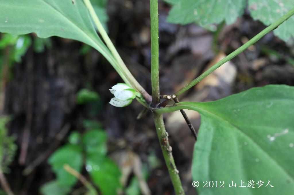 マウスホイールで拡大