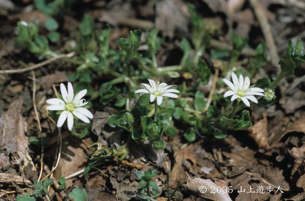 マウスホイールで拡大