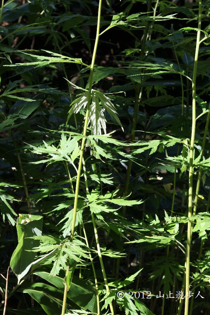 マウスホイールで拡大