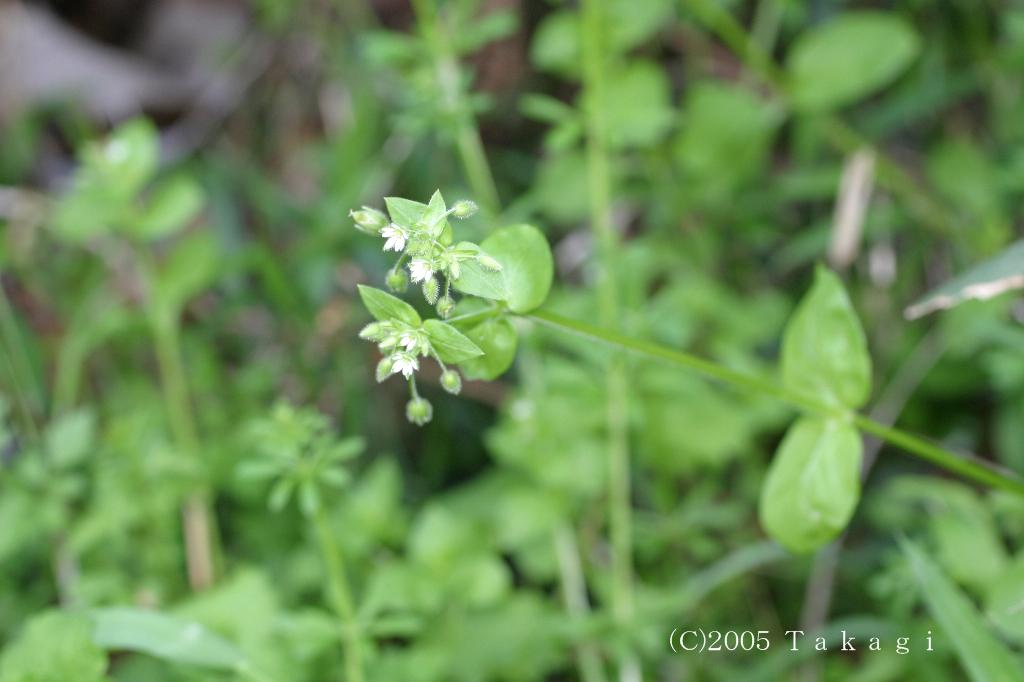 マウスホイールで拡大