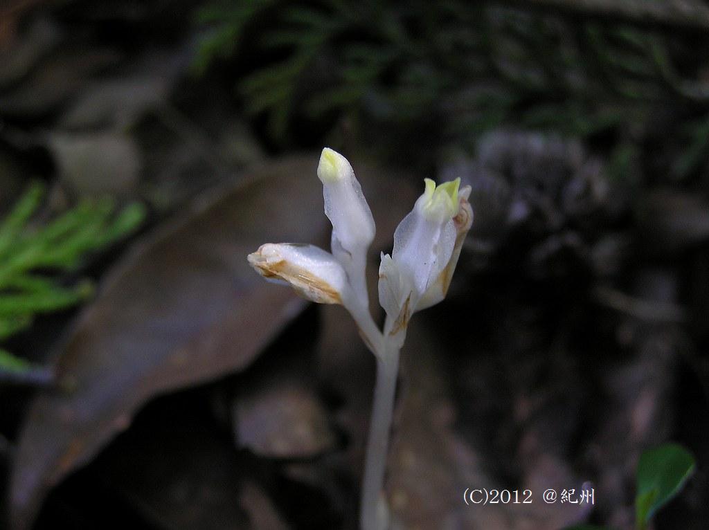 マウスホイールで拡大