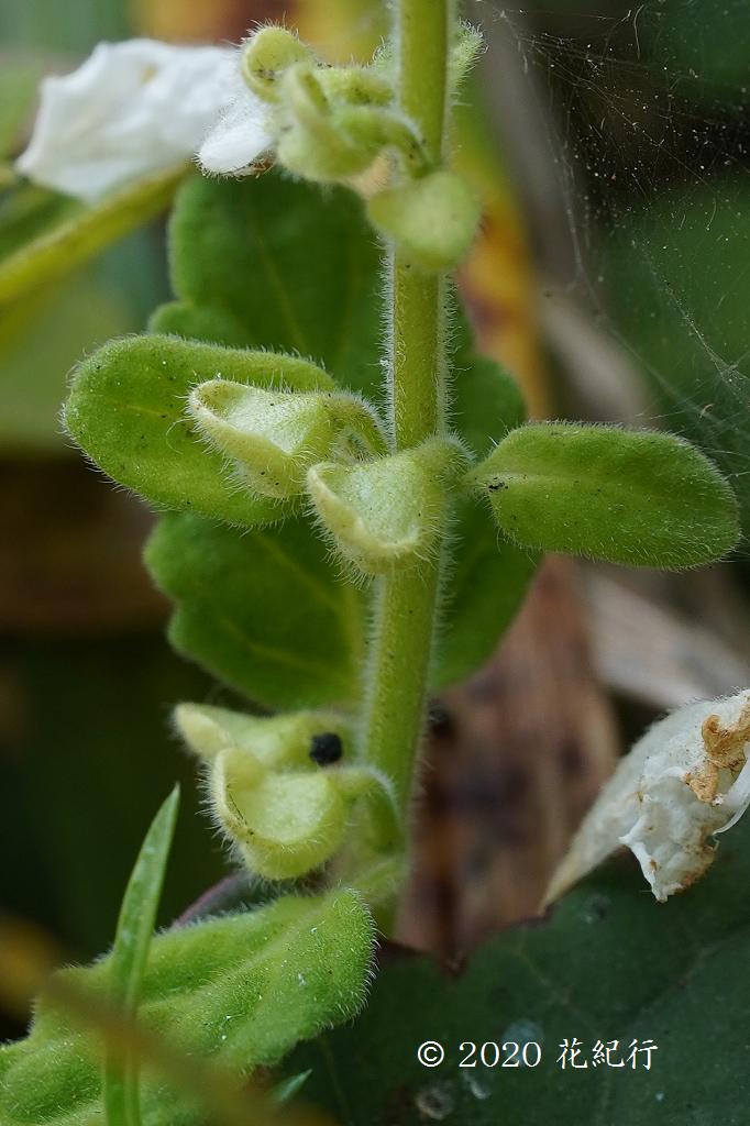 マウスホイールで拡大