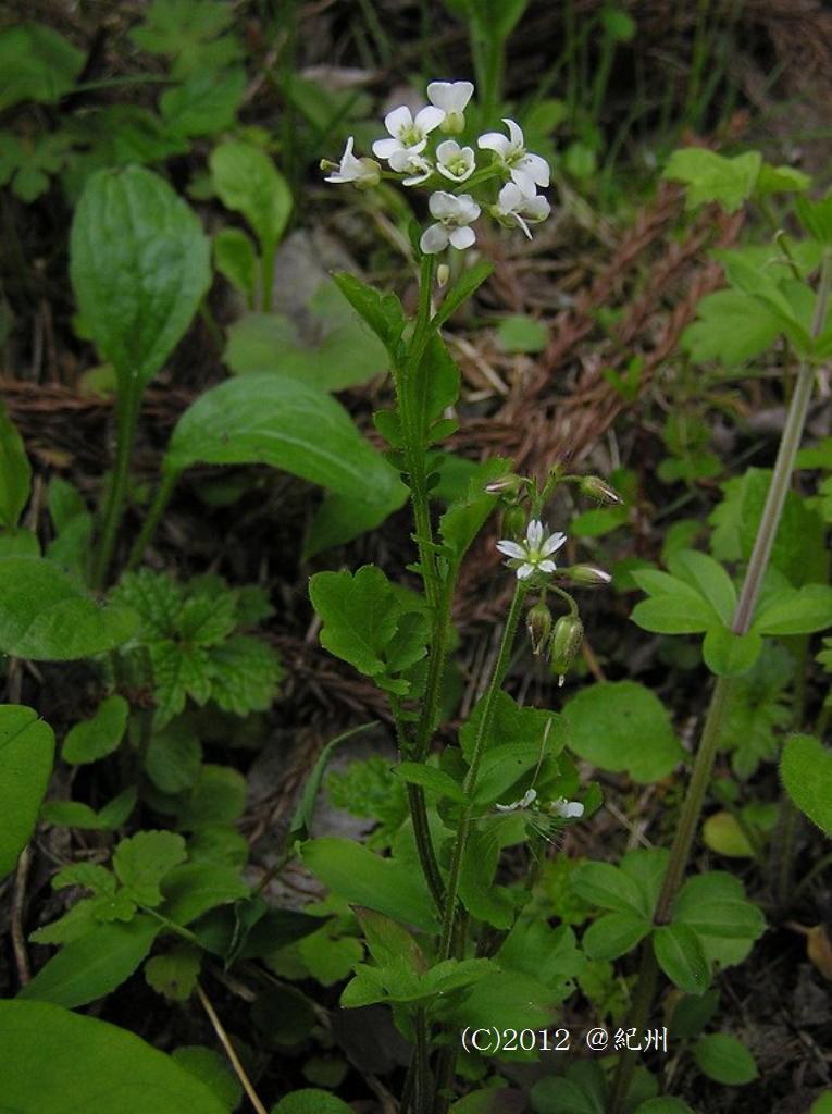 マウスホイールで拡大