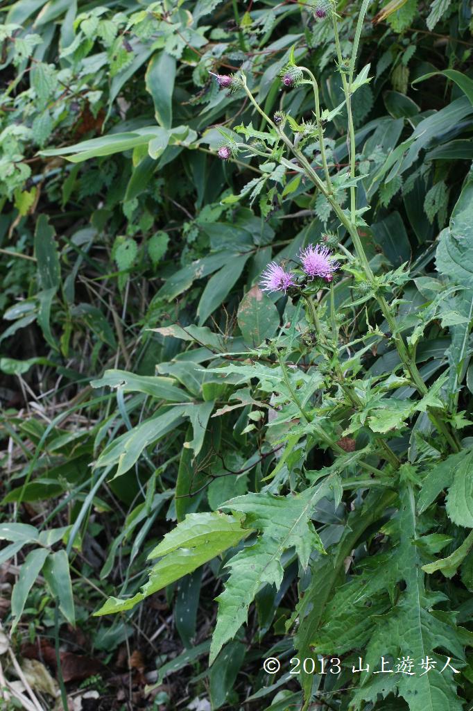 マウスホイールで拡大