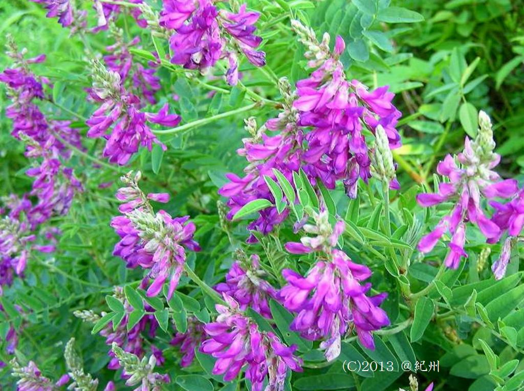 マウスホイールで拡大