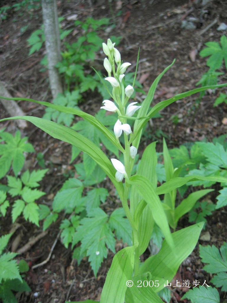 マウスホイールで拡大