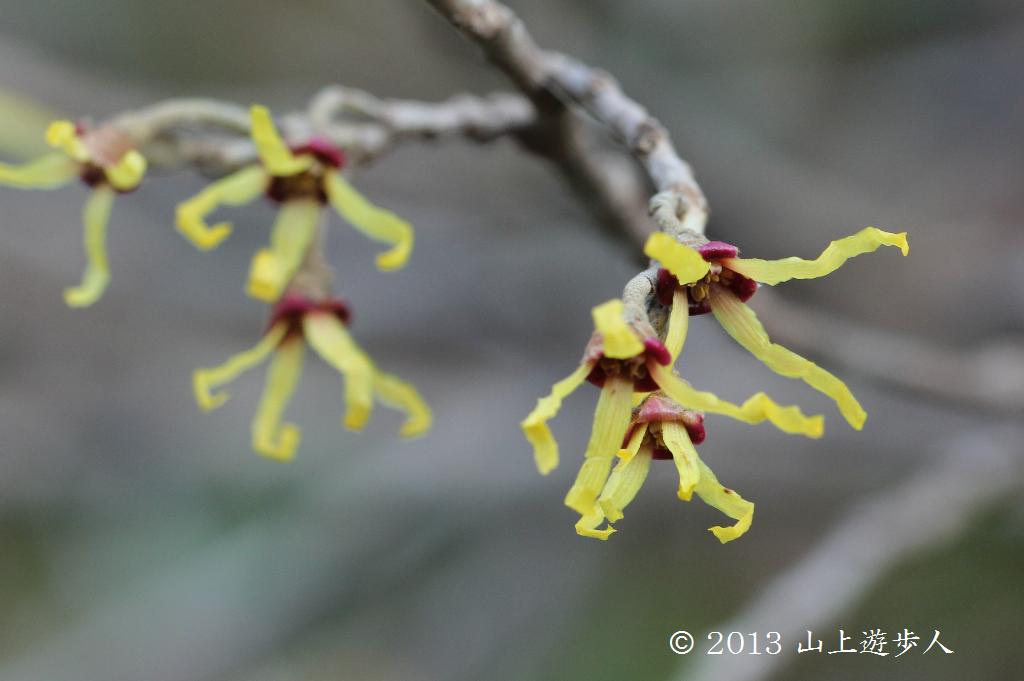 マウスホイールで拡大