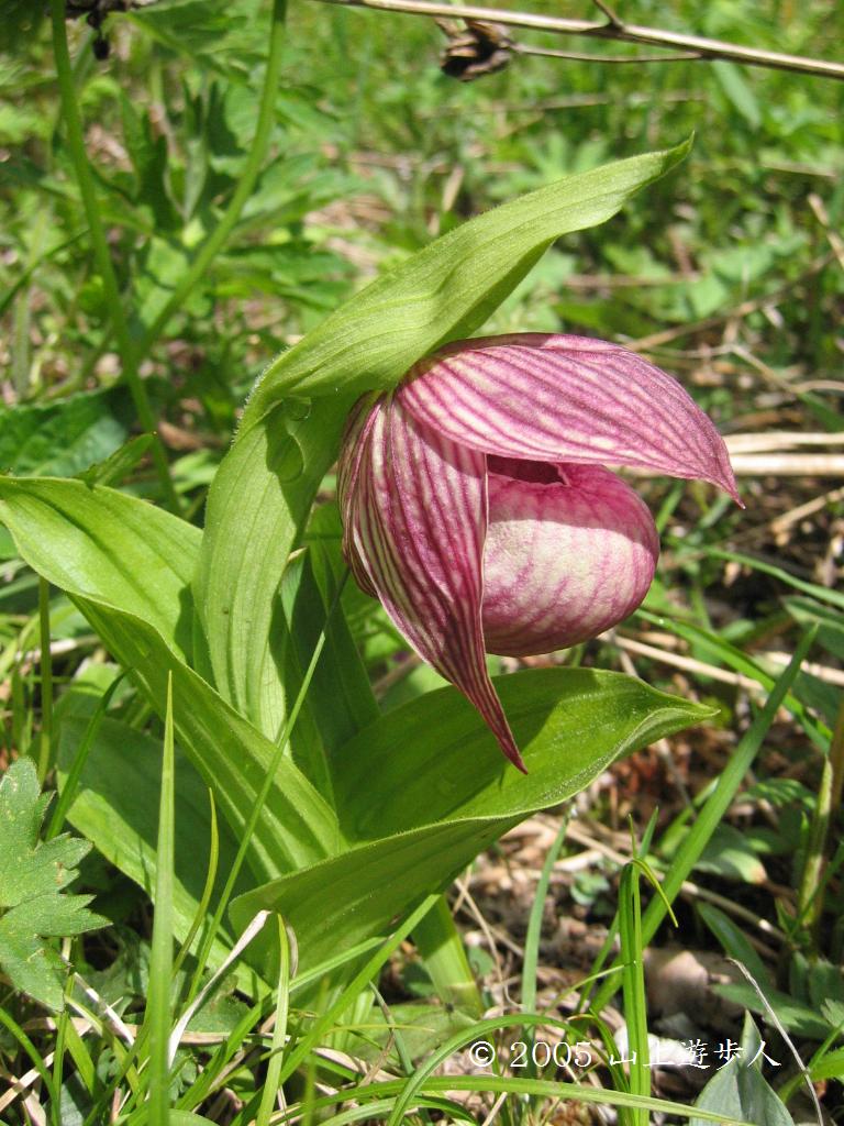132 厚岸ホテイアツモリソウ 132 厚岸ホテイアツモリソウ 132 厚岸ホテイアツモリソウ 山野草 厚岸