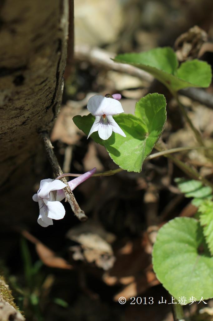 マウスホイールで拡大