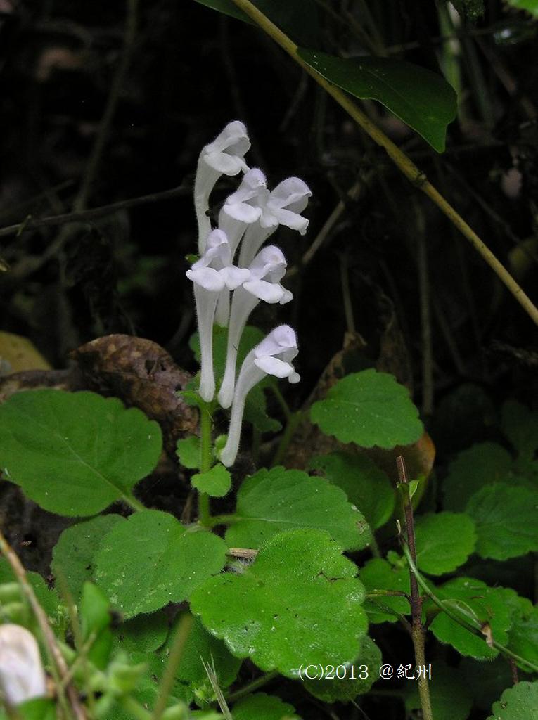 マウスホイールで拡大