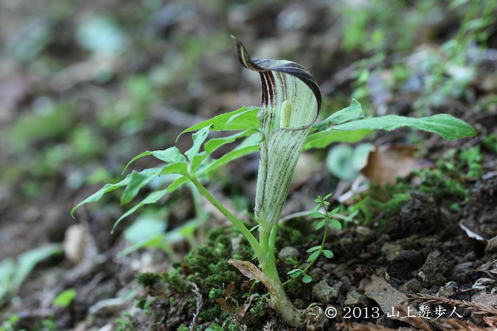 タカハシテンナンショウ - Wikipedia t*o様 山野草 アマギテンナン