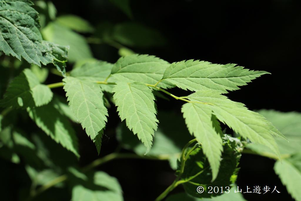 マウスホイールで拡大