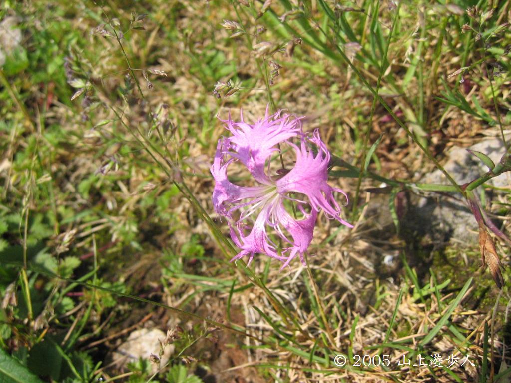 マウスホイールで拡大