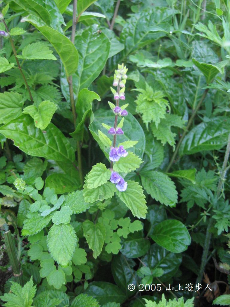 マウスホイールで拡大