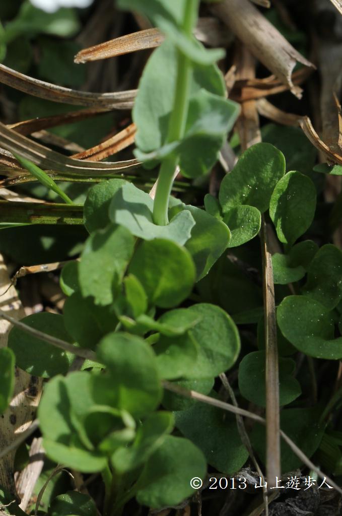 マウスホイールで拡大