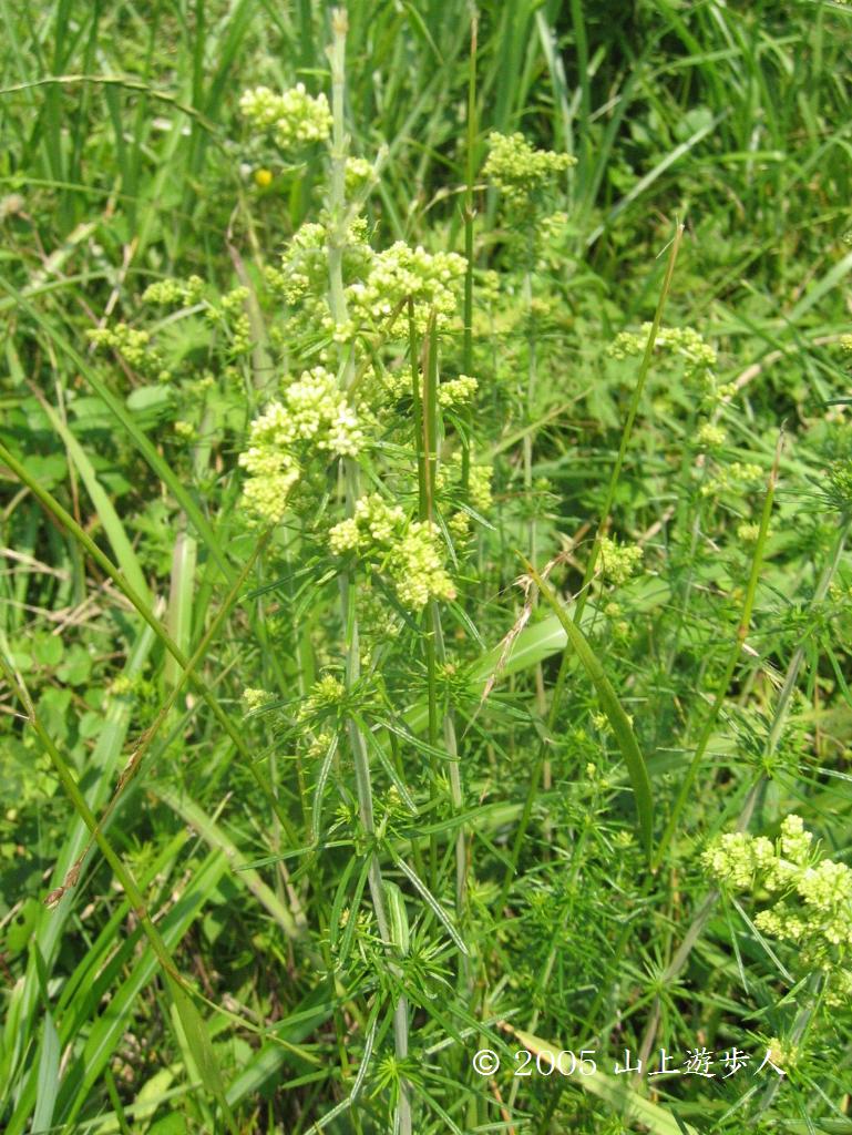 マウスホイールで拡大