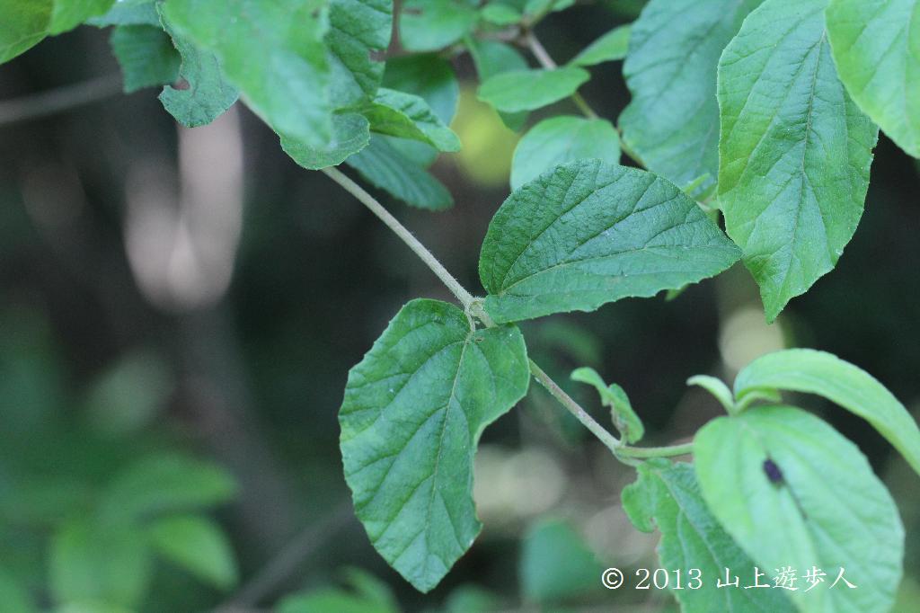 マウスホイールで拡大