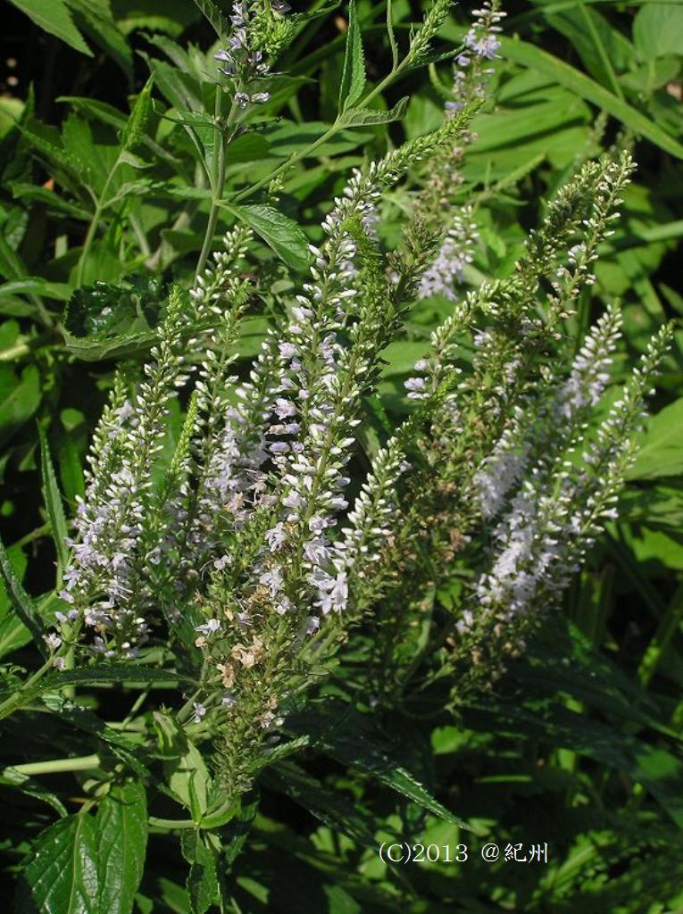 マウスホイールで拡大