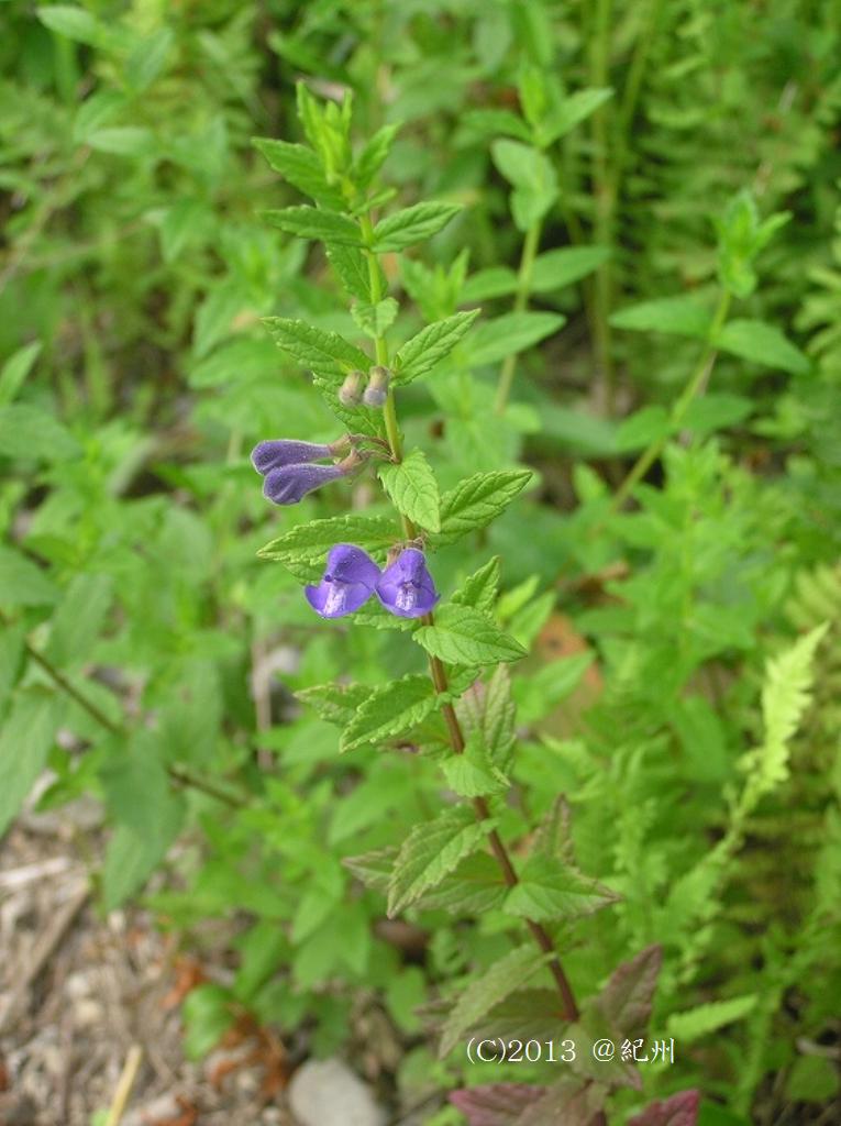 マウスホイールで拡大