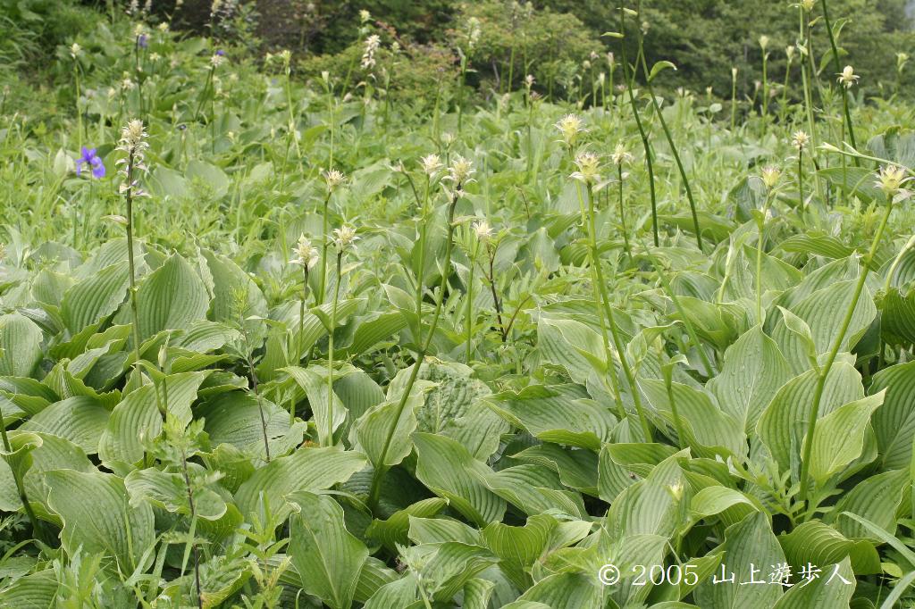 マウスホイールで拡大