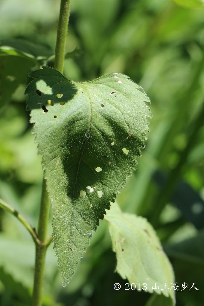 マウスホイールで拡大