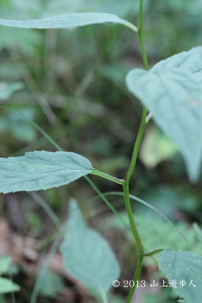 マウスホイールで拡大