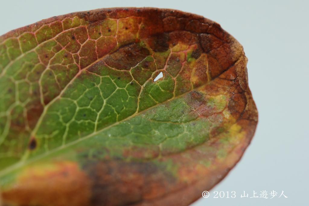 マウスホイールで拡大