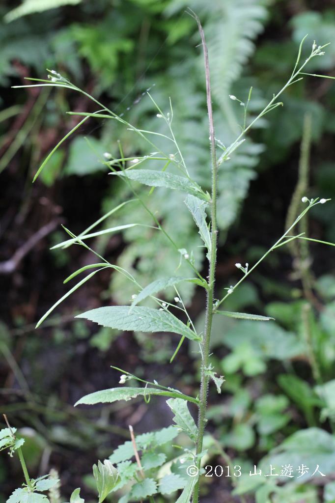 マウスホイールで拡大