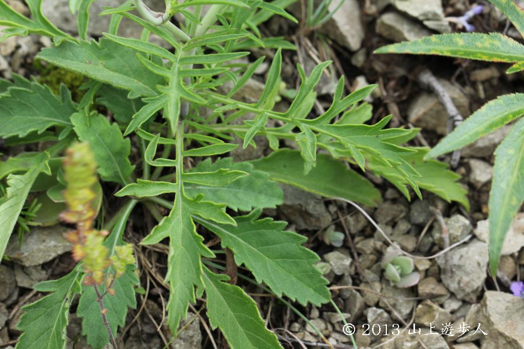 マウスホイールで拡大