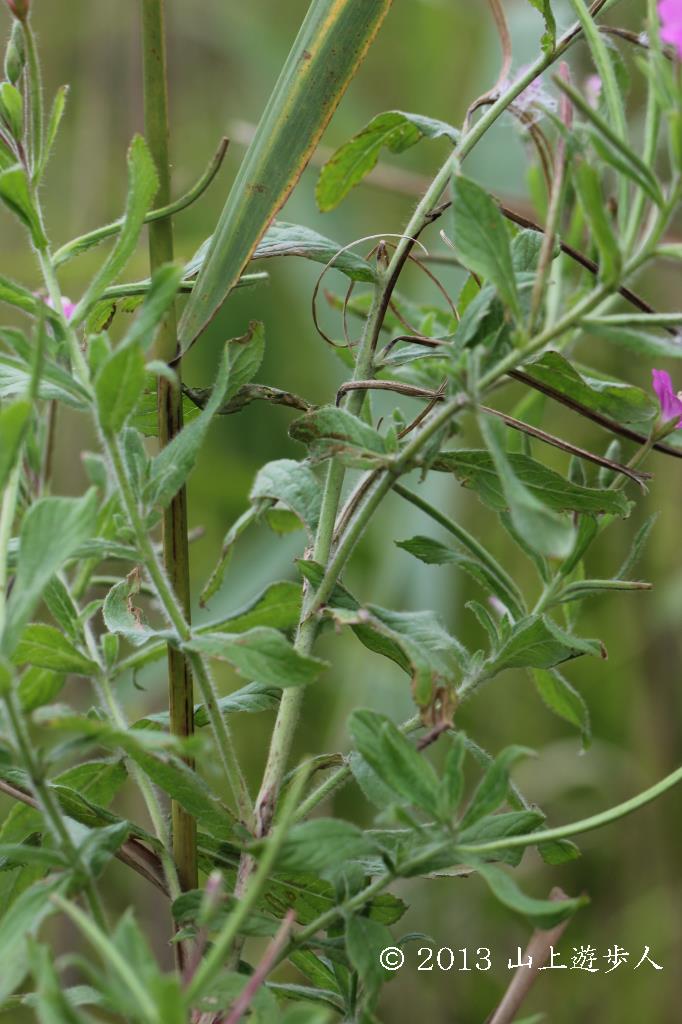 マウスホイールで拡大