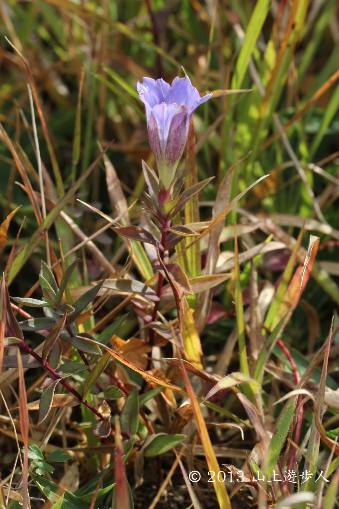 マウスホイールで拡大