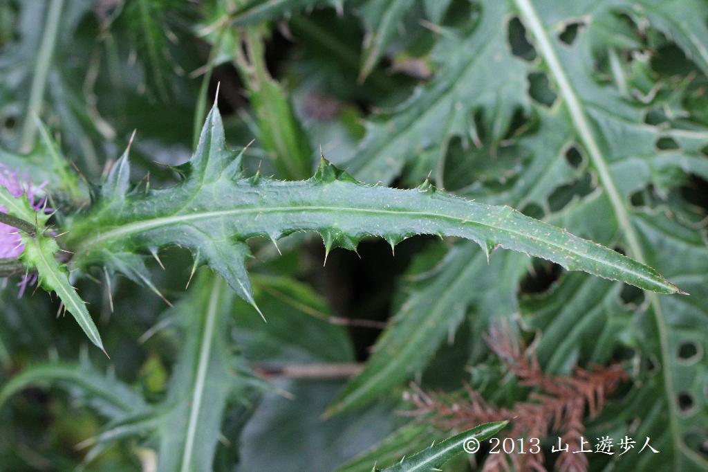 マウスホイールで拡大