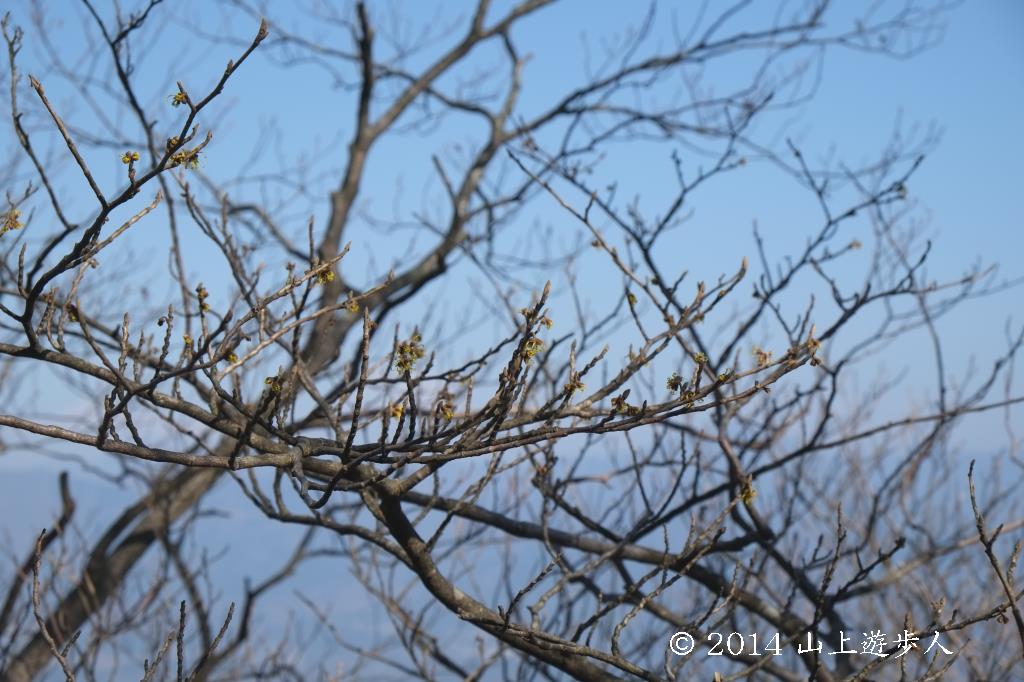 マウスホイールで拡大