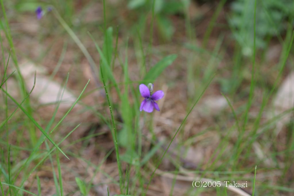 マウスホイールで拡大