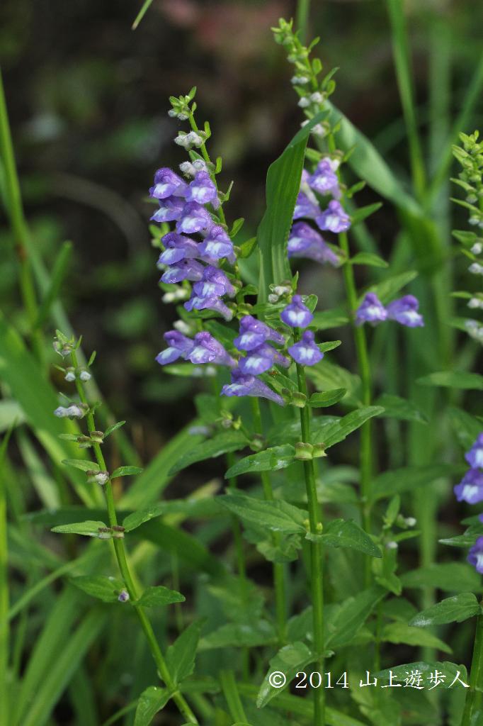 マウスホイールで拡大