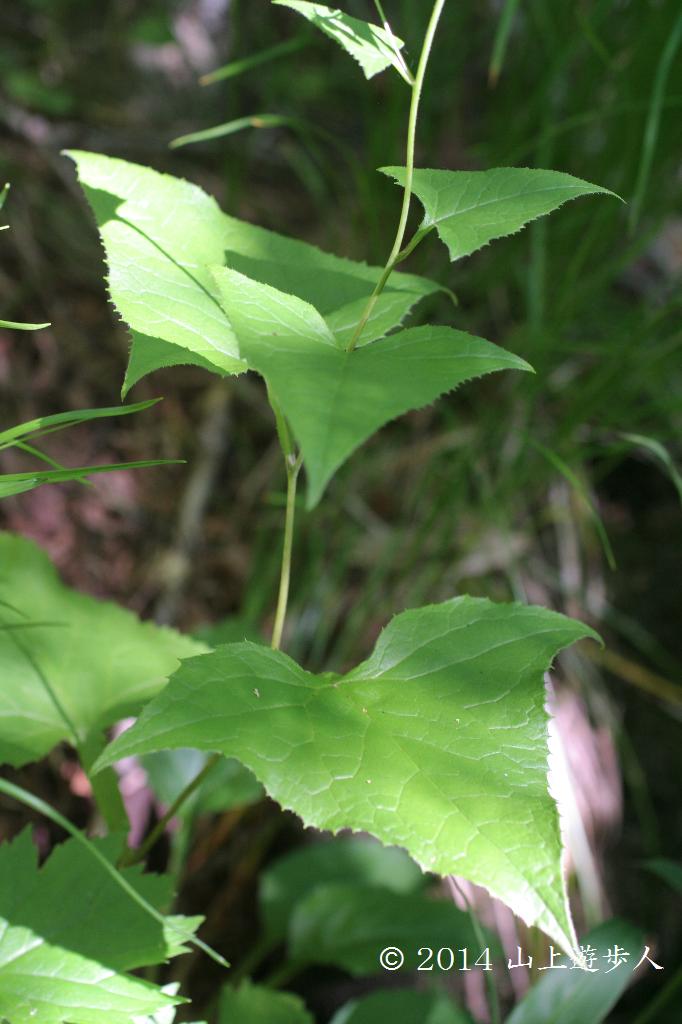 マウスホイールで拡大