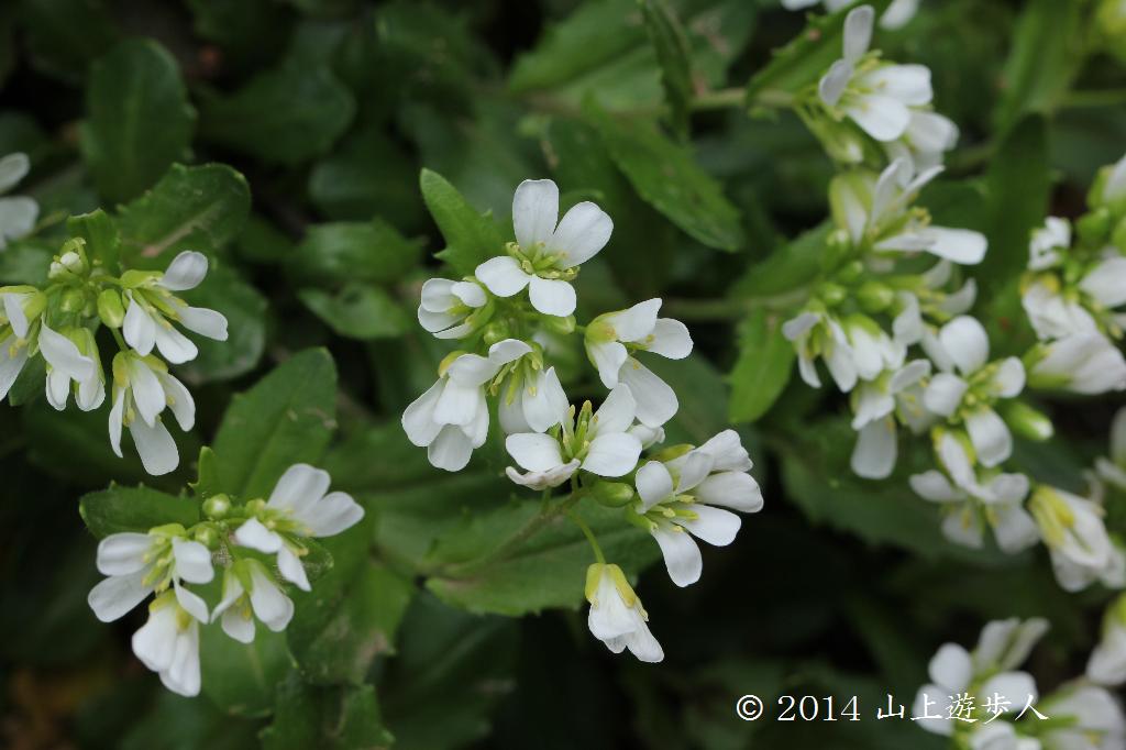 マウスホイールで拡大