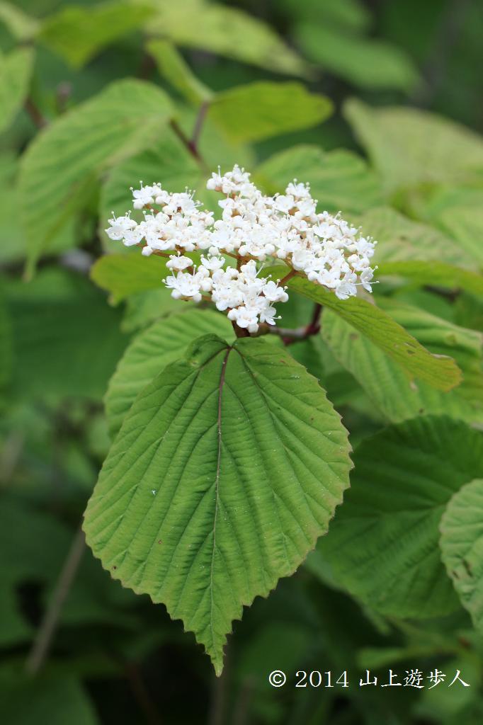 ミヤマガマズミ