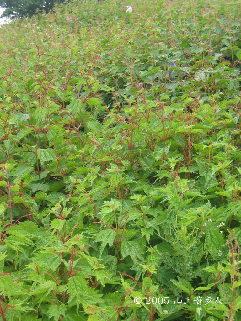 マウスホイールで拡大