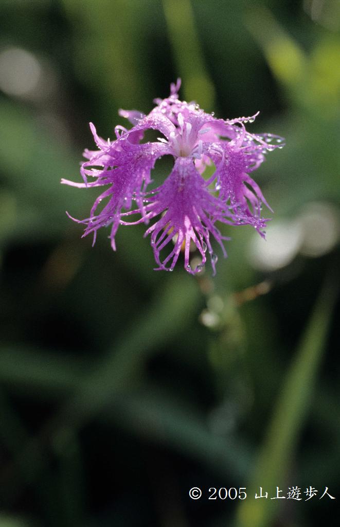 マウスホイールで拡大