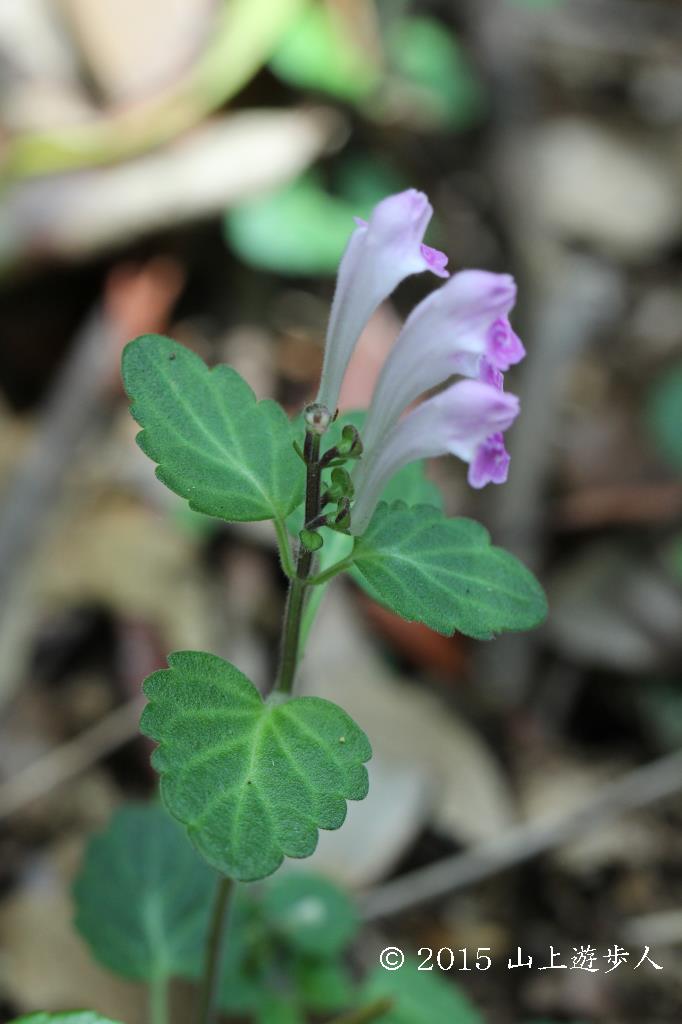 マウスホイールで拡大