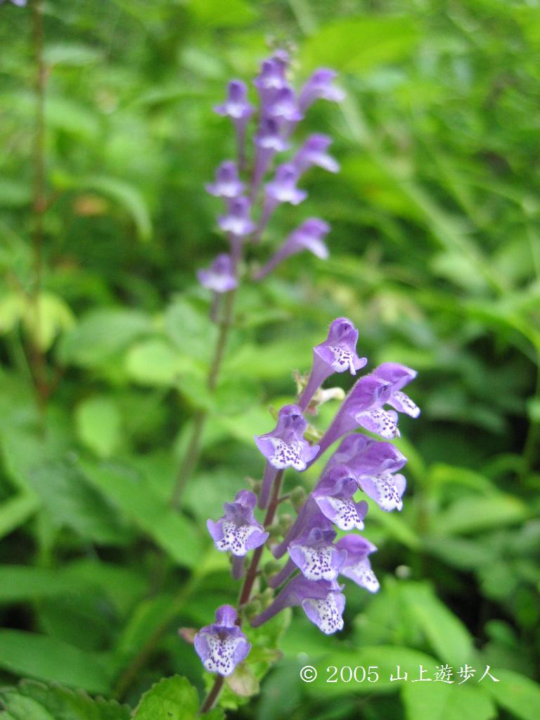 マウスホイールで拡大