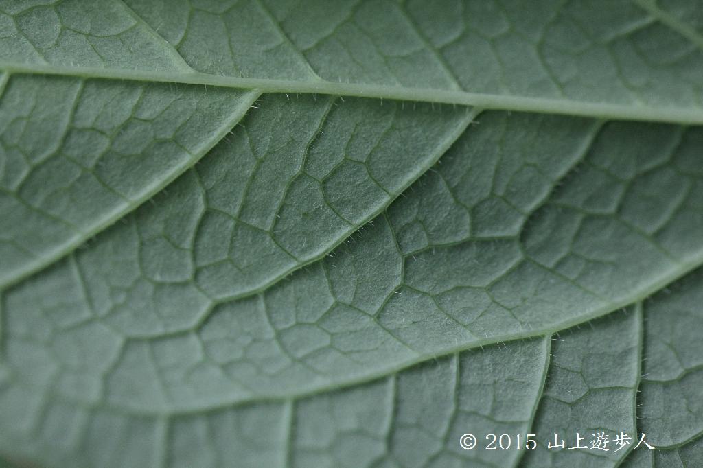 マウスホイールで拡大