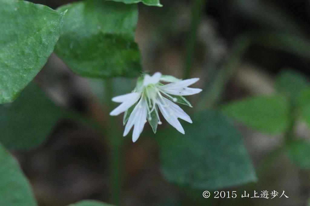 マウスホイールで拡大